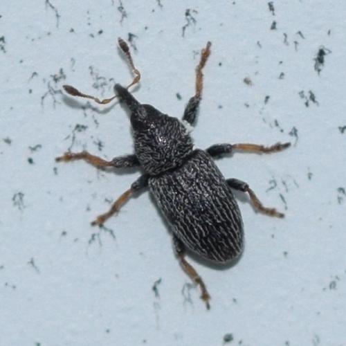 Réf. 297 546 : Tychius sp.